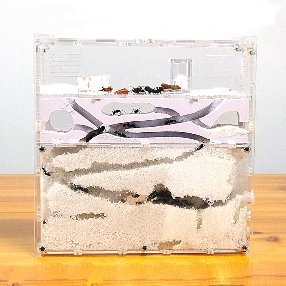 Amazon.co.jp: yiteng アリ飼育キット 爬虫類飼育ケース アリの巣観察